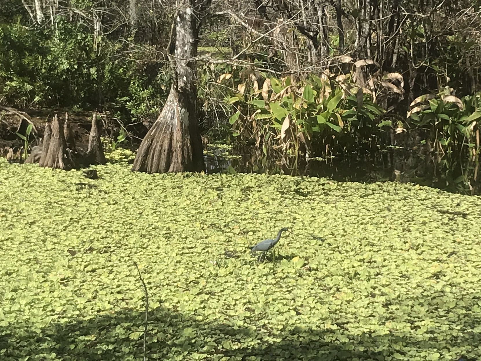 Travel to Sanibel